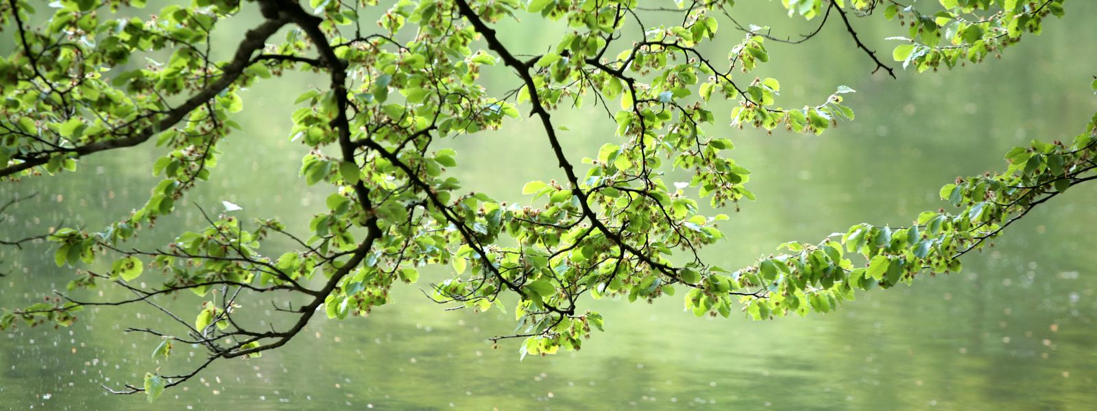 Spring, tree at lake