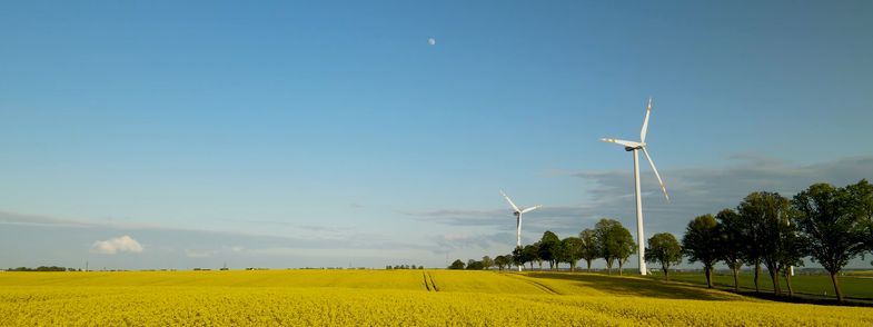 Windmills next to fields and an avenue during summer
