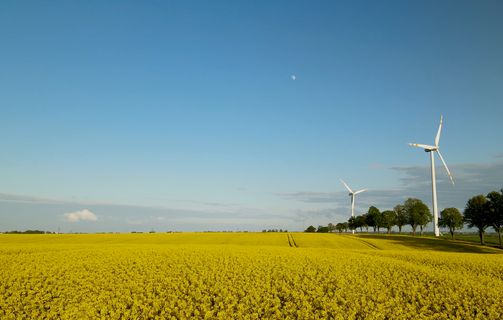 Windmills next to fields and an avenue during summer