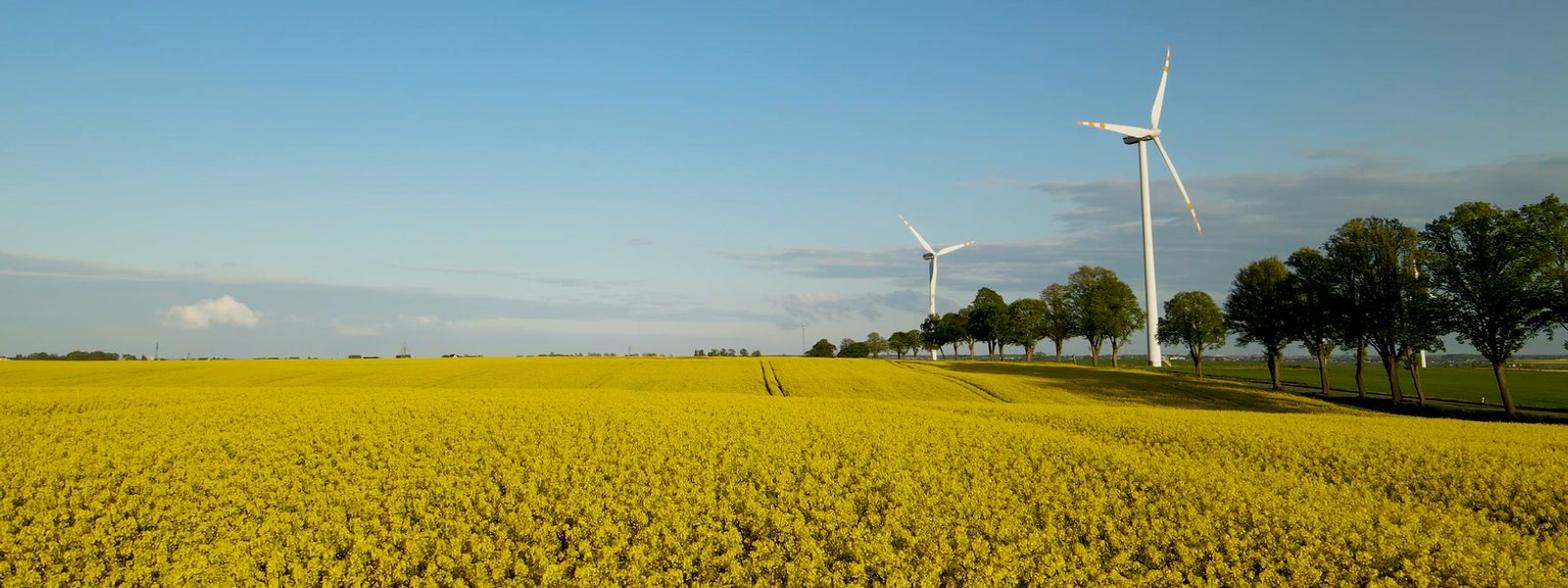 Windmills next to fields and an avenue during summer